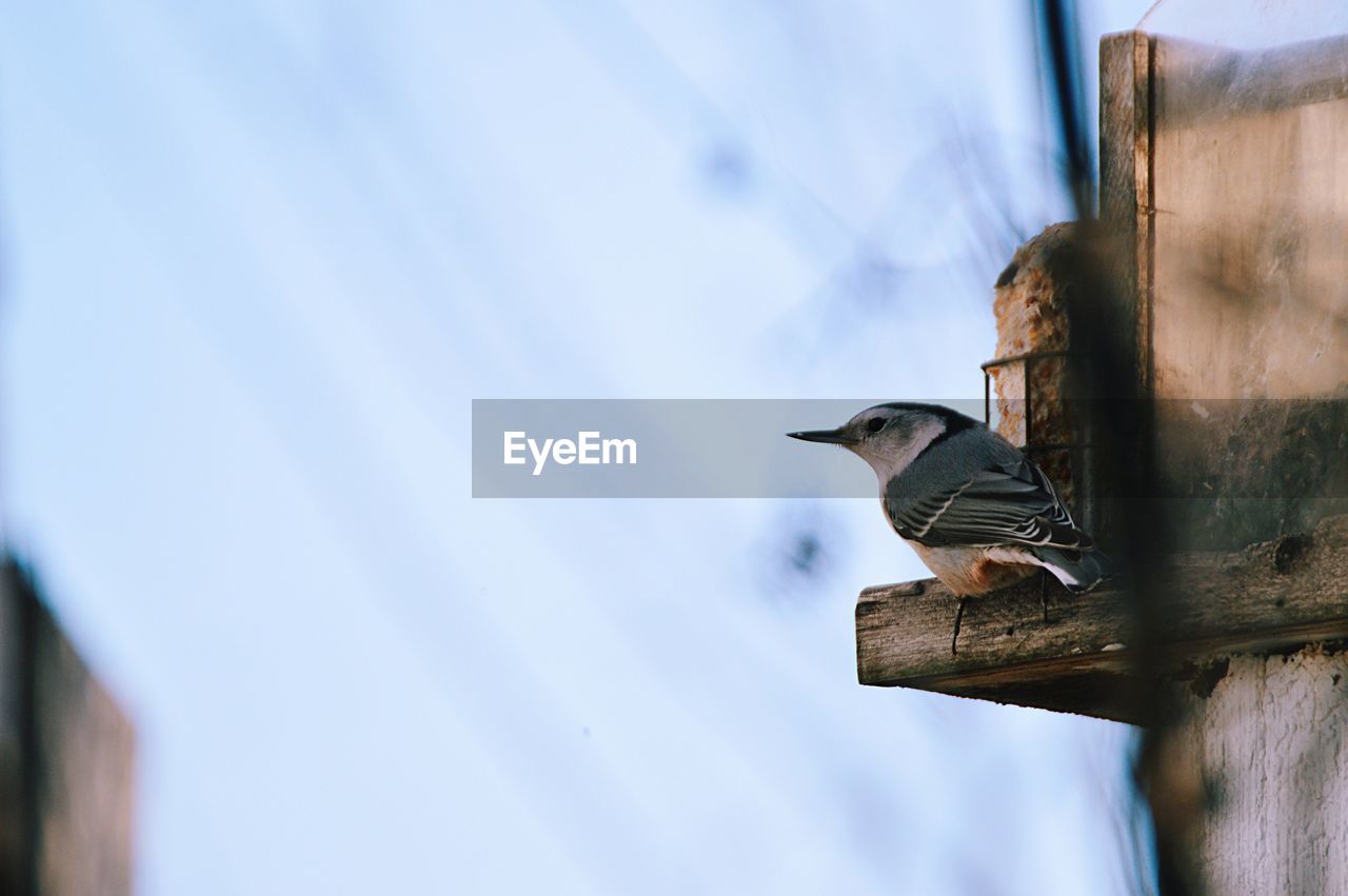 LOW ANGLE VIEW OF BIRD PERCHING ON CABLE