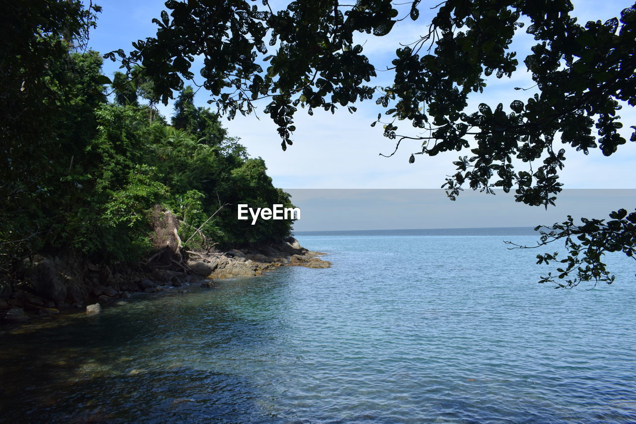 SCENIC VIEW OF SEA AGAINST TREES