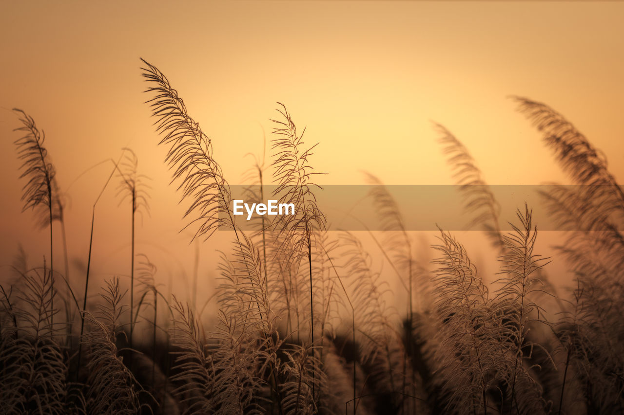 Close-up of stalks in field against sky at sunset