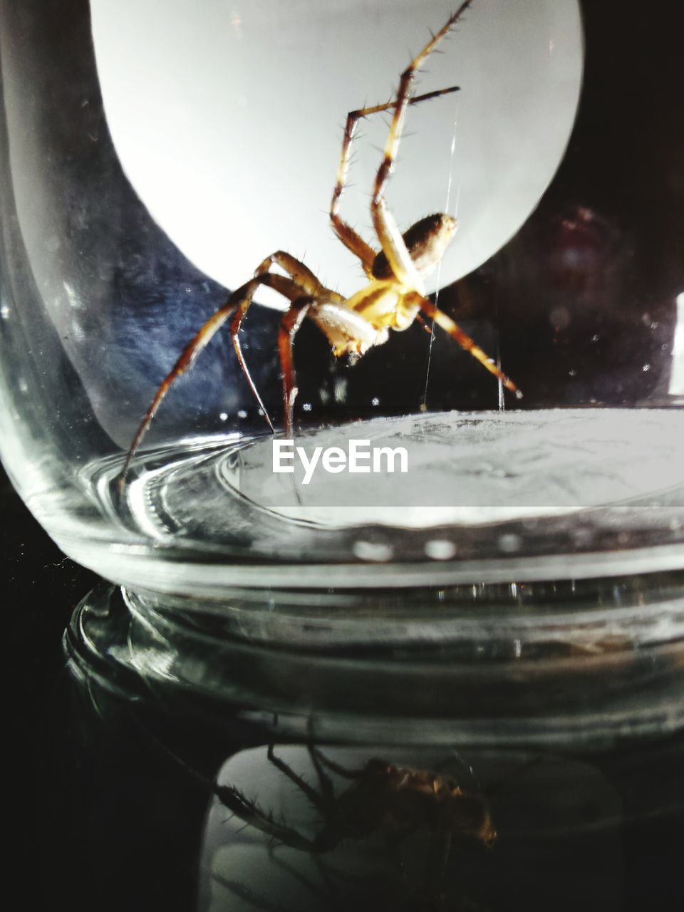 Close-up of spider in jar on table