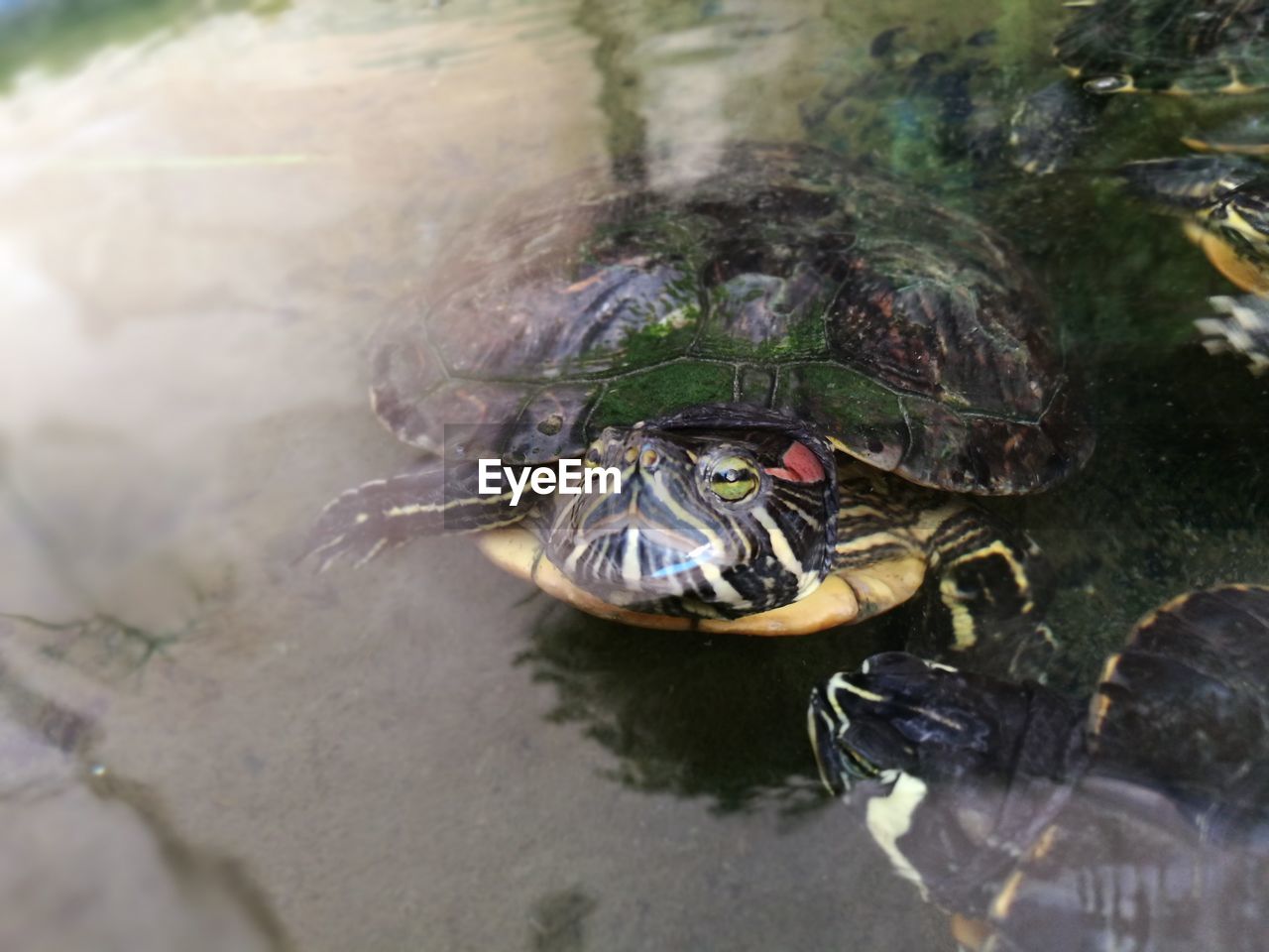 CLOSE-UP OF TURTLE SWIMMING IN LAKE