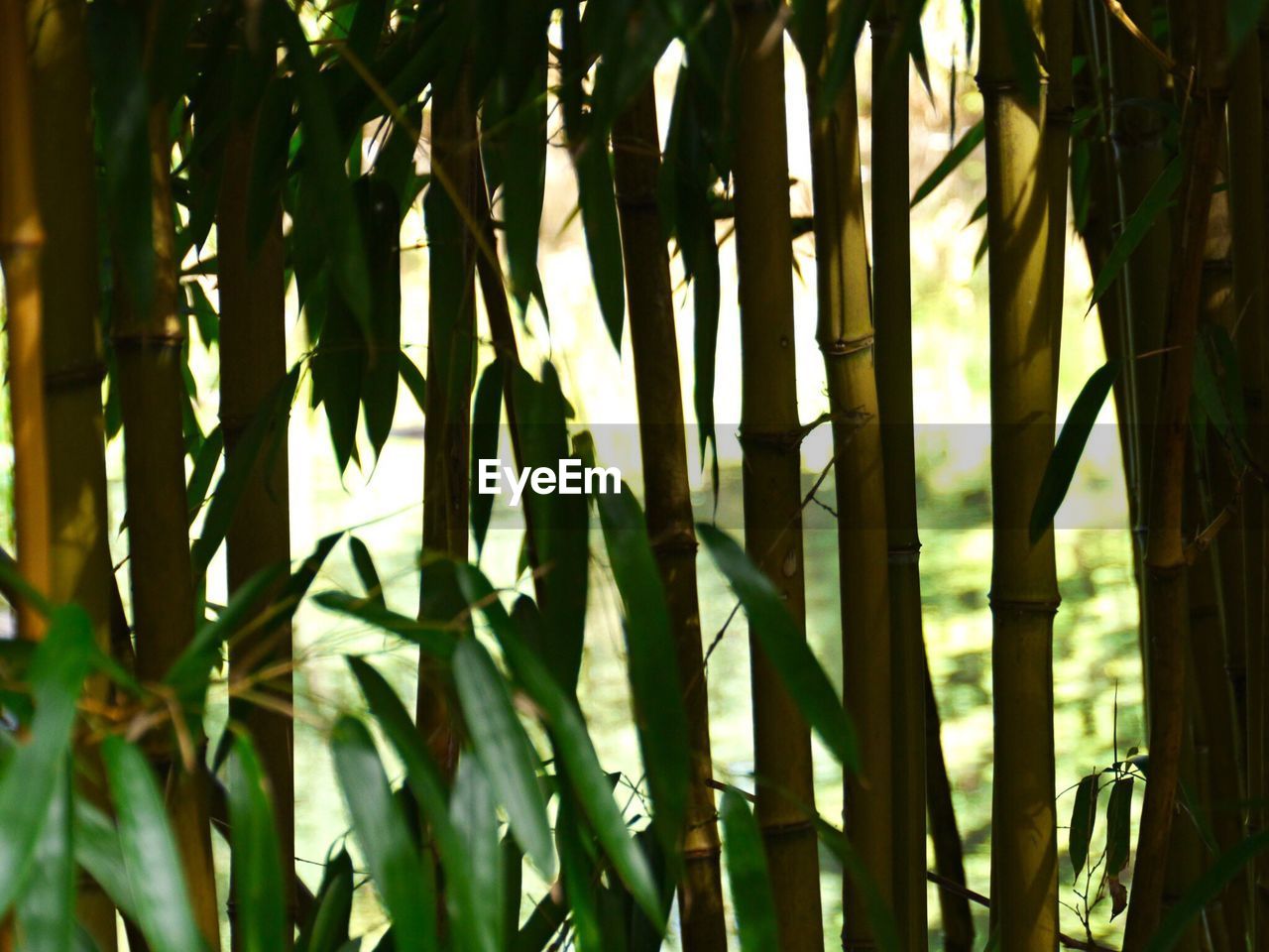 CLOSE-UP OF GREEN PLANTS