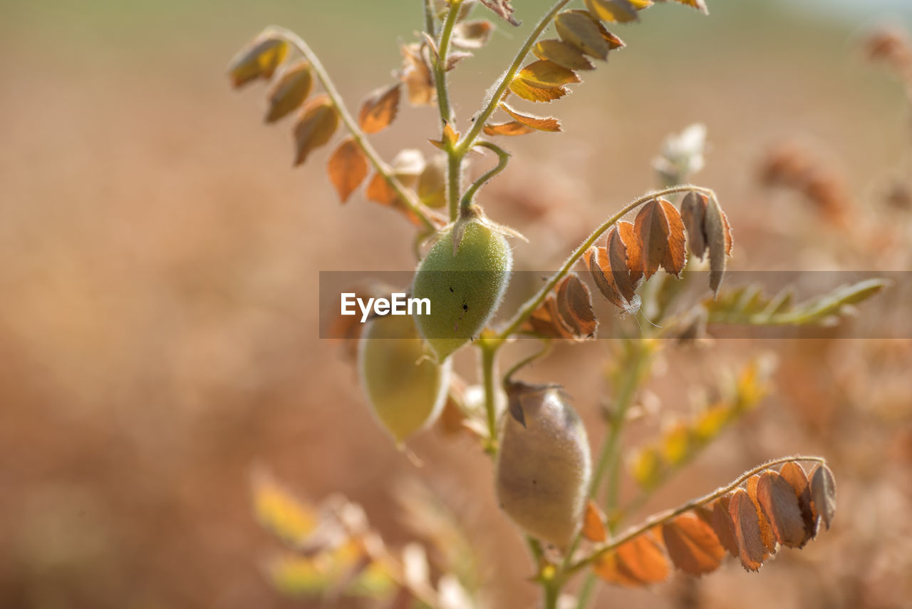 close-up of fresh green leaves