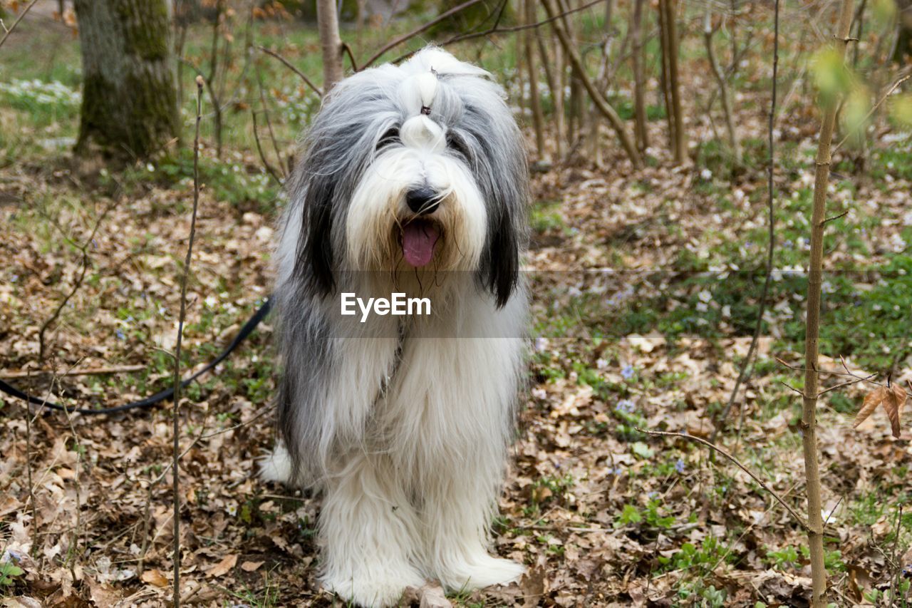 Old english sheepdog front view