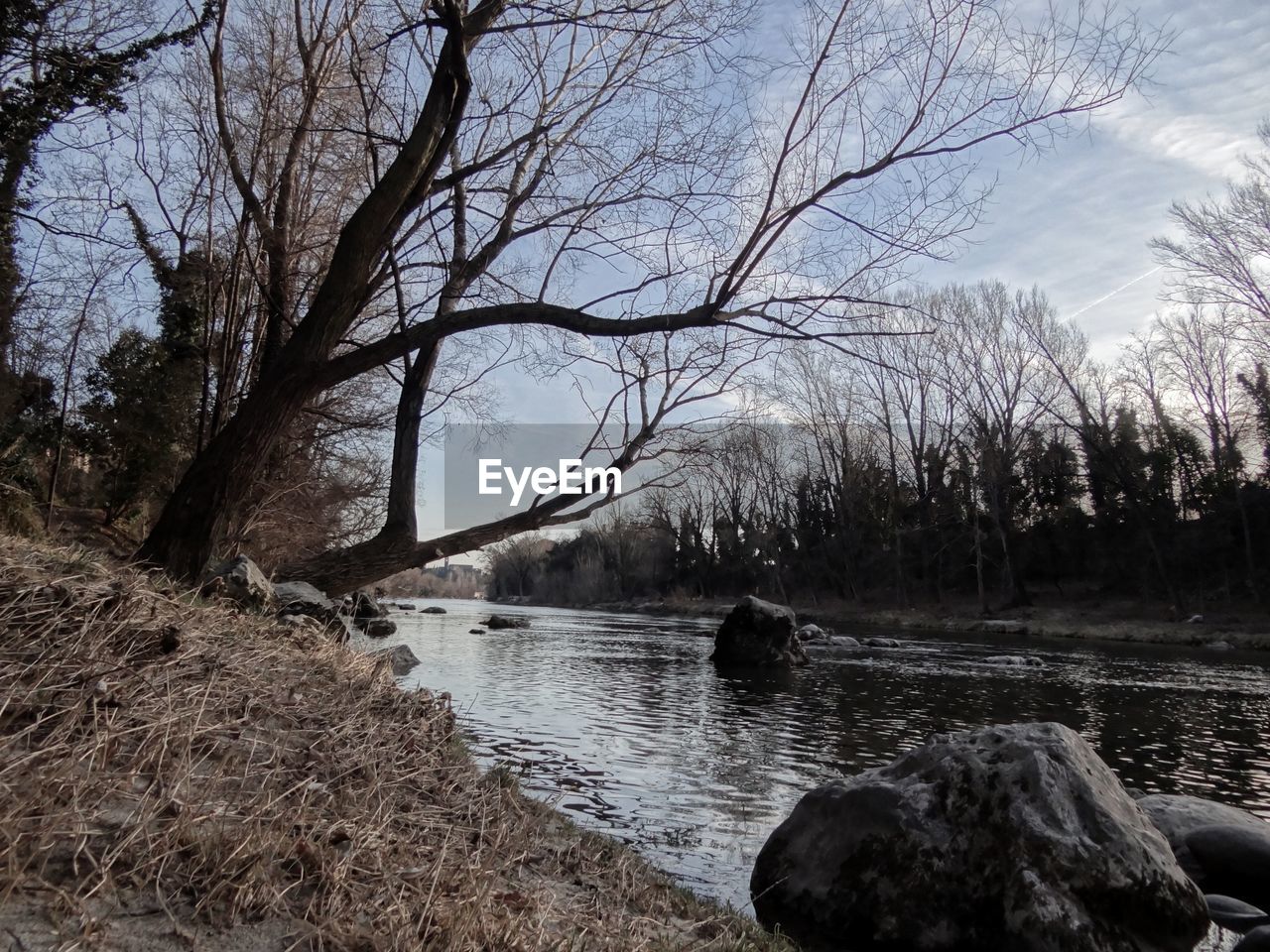 BARE TREE BY RIVER AGAINST SKY