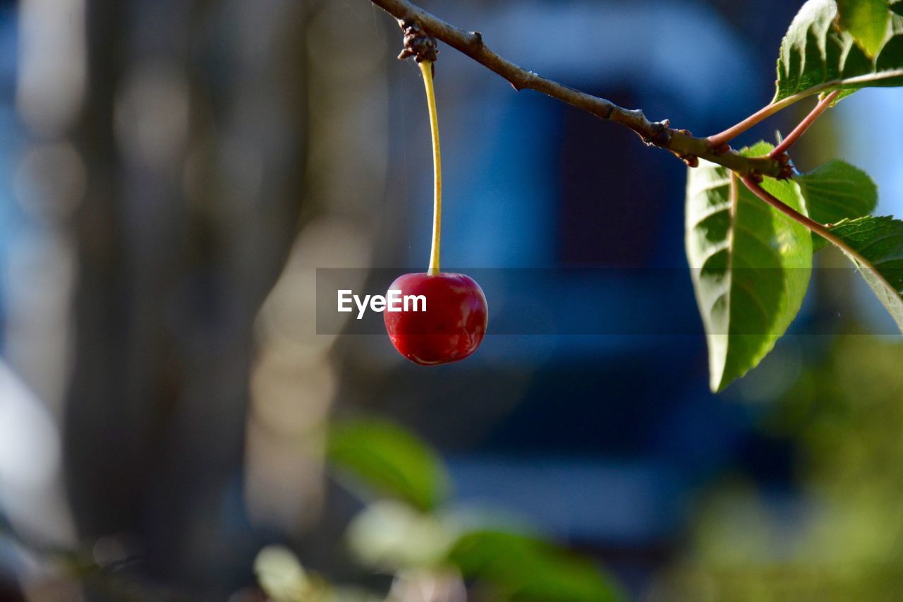 Close-up of red cherry growing on tree