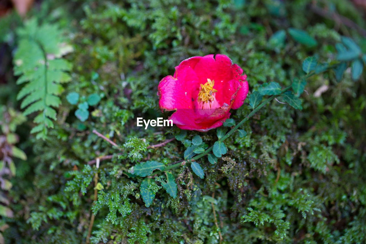 High angle view of pink flower on land