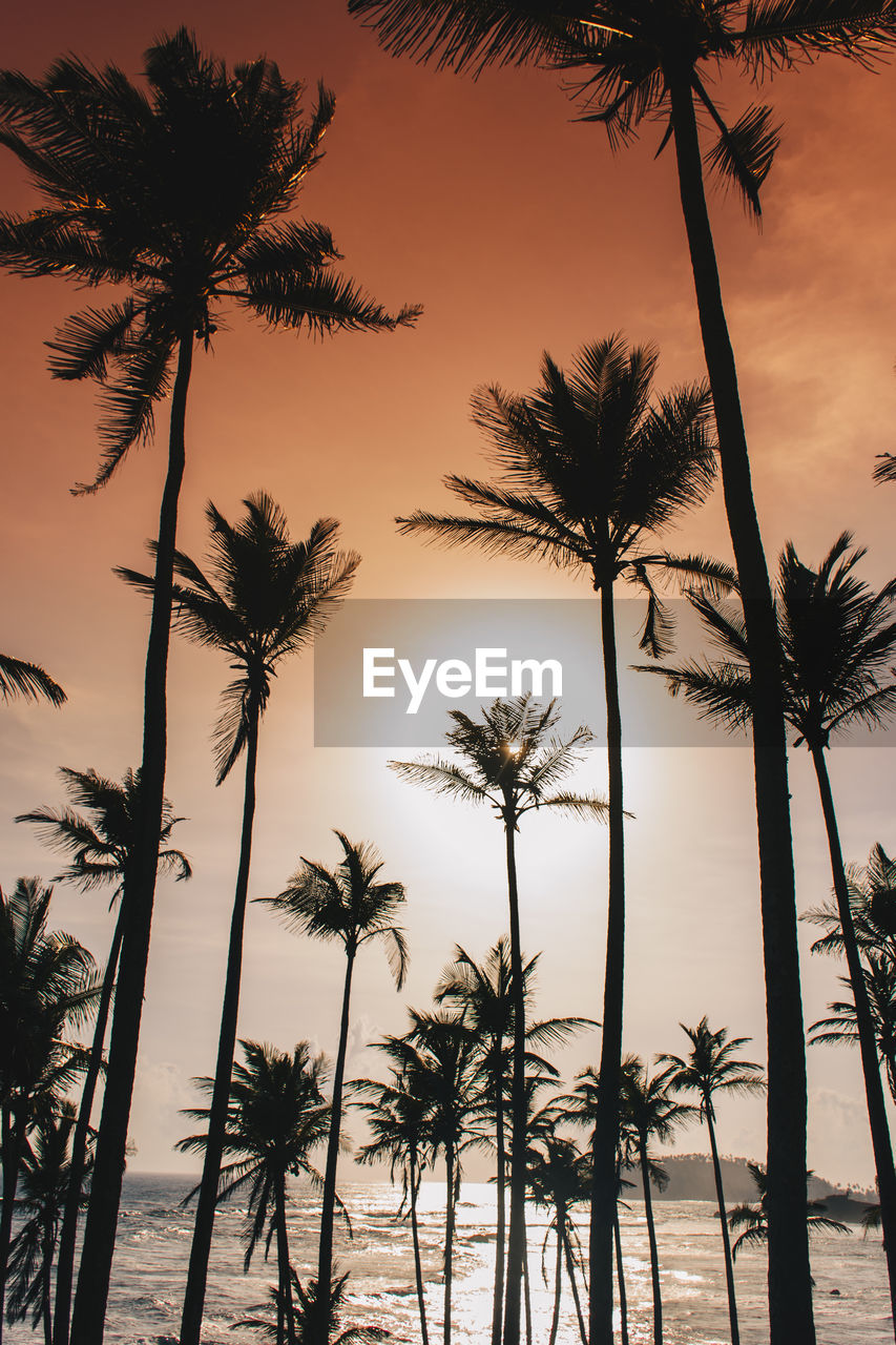 LOW ANGLE VIEW OF SILHOUETTE PALM TREES AGAINST SKY DURING SUNSET