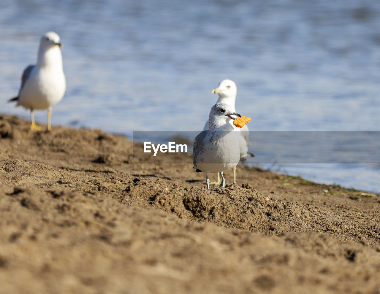 Seagulls on beach