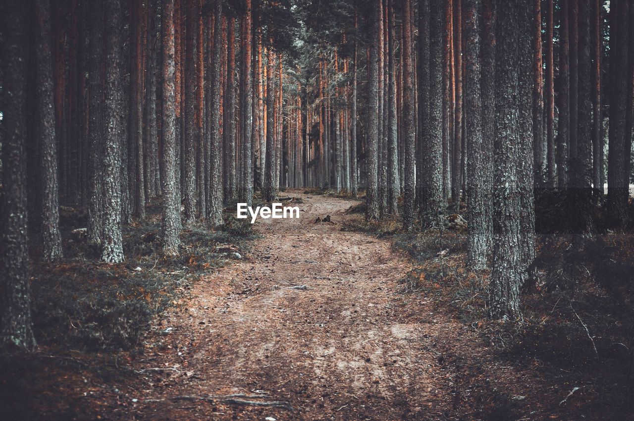 View of pine trees in forest