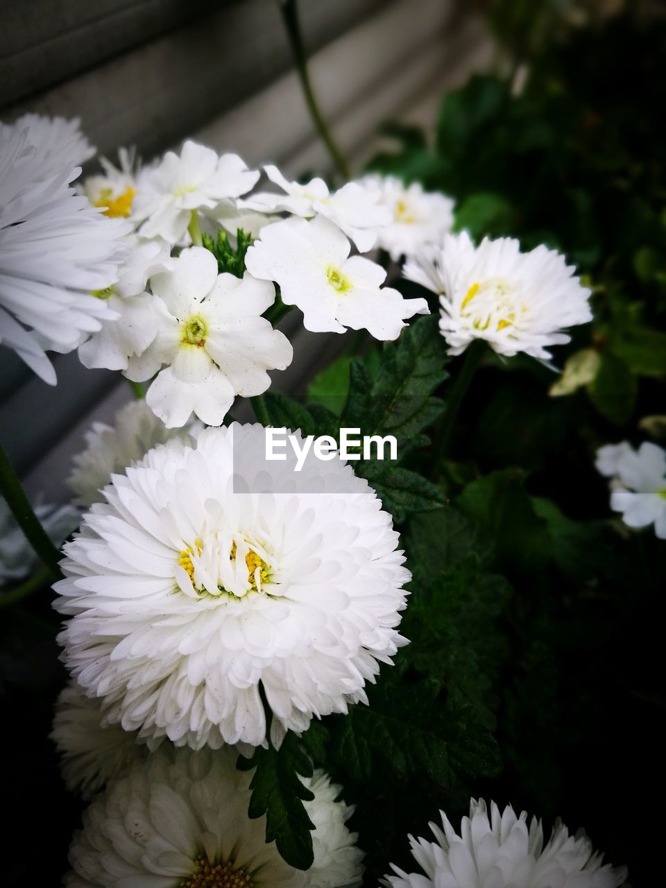 CLOSE-UP OF WHITE FLOWERING PLANT