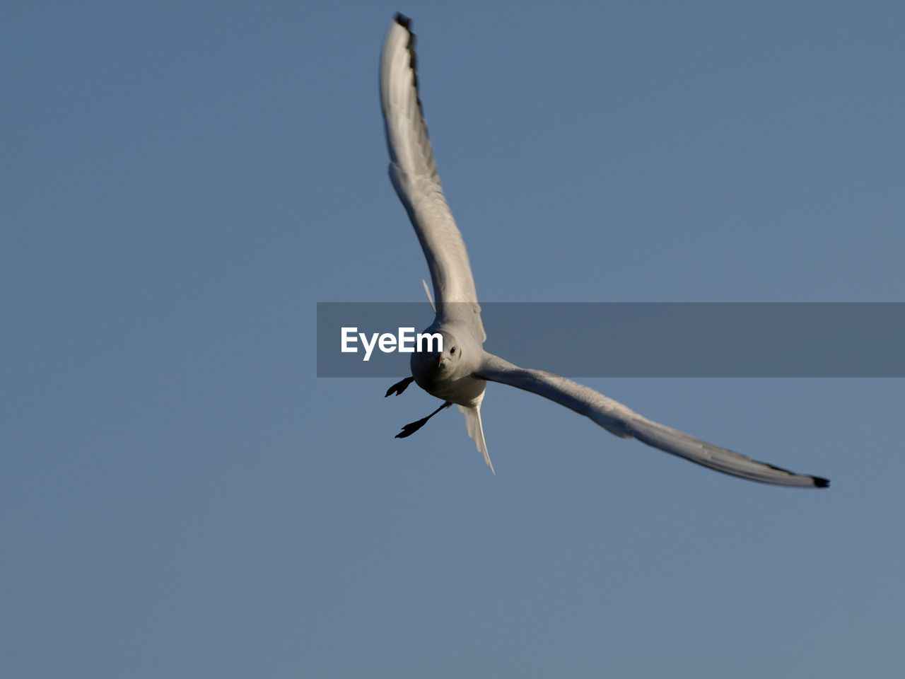 Low angle view of seagull flying in sky