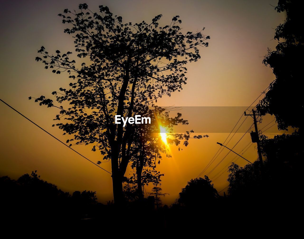 SILHOUETTE TREES AGAINST SKY DURING SUNSET