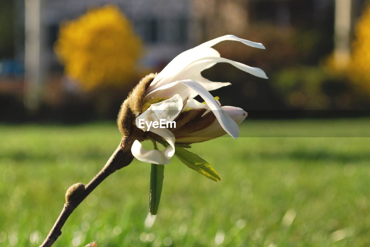 Close-up of dried plant against blurred field