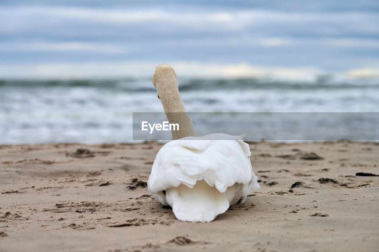 White mute swan sitting and resting on sandy beach hear blue baltic sea. winter seascape.