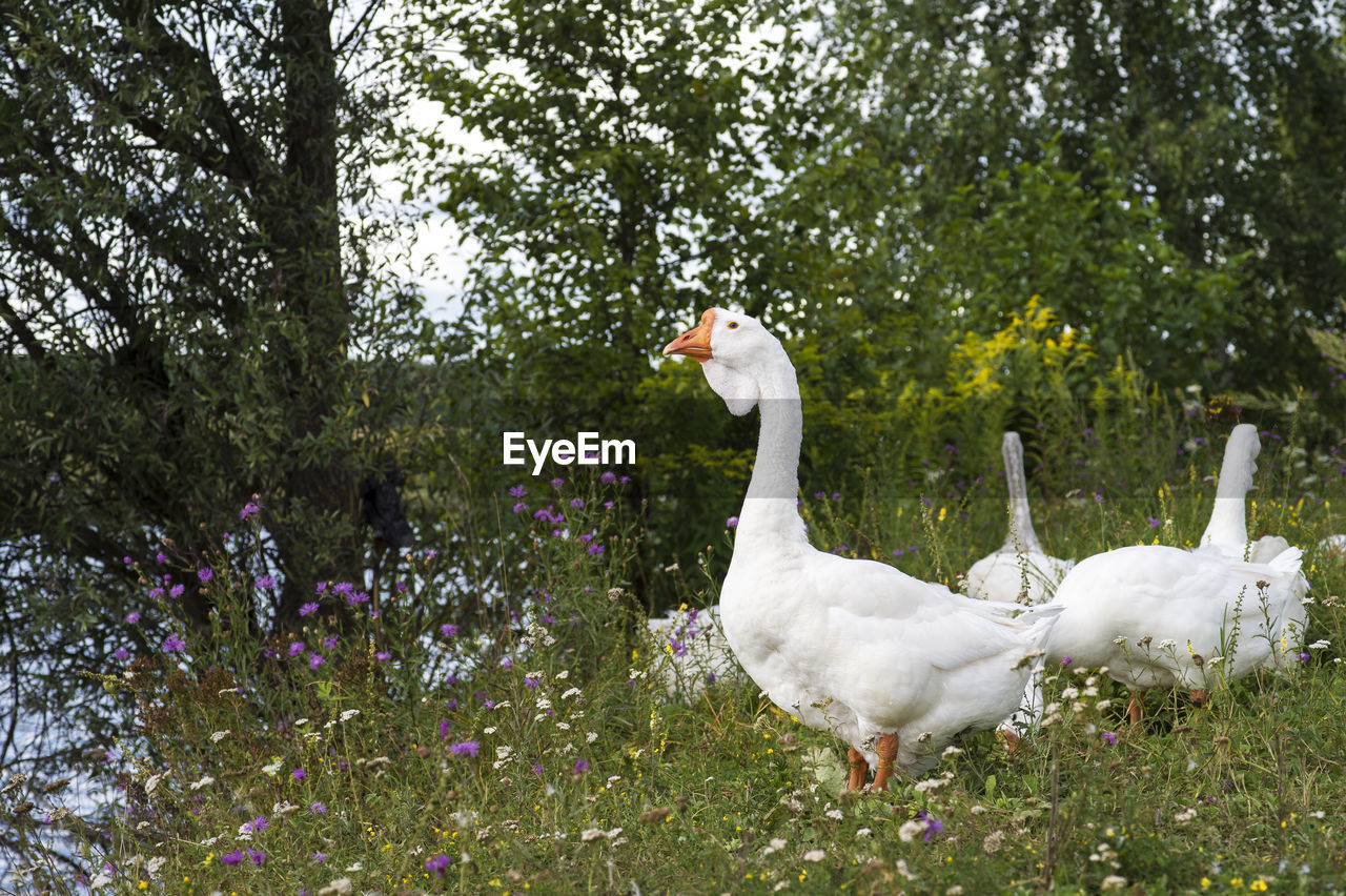 WHITE GEESE ON FIELD