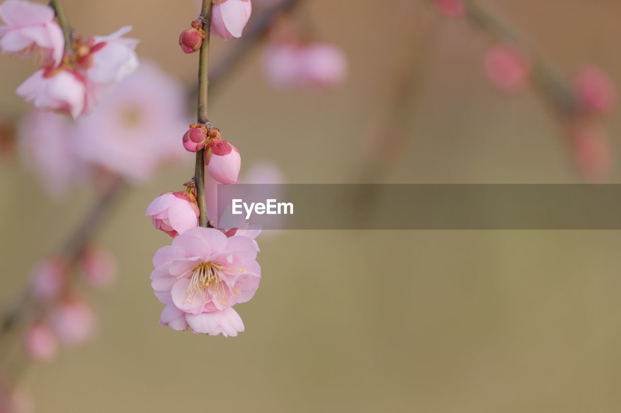 Close-up of pink cherry blossom