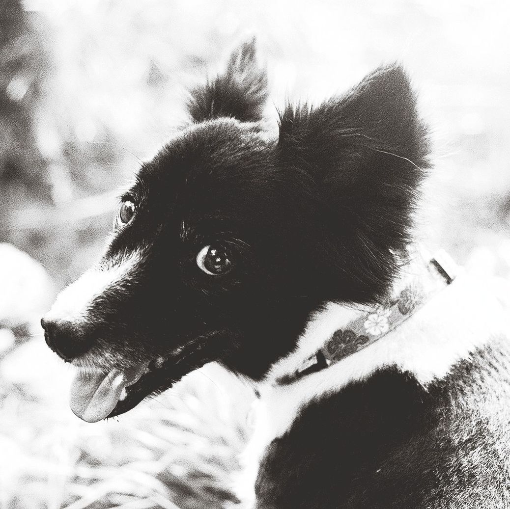 Close-up portrait of dog