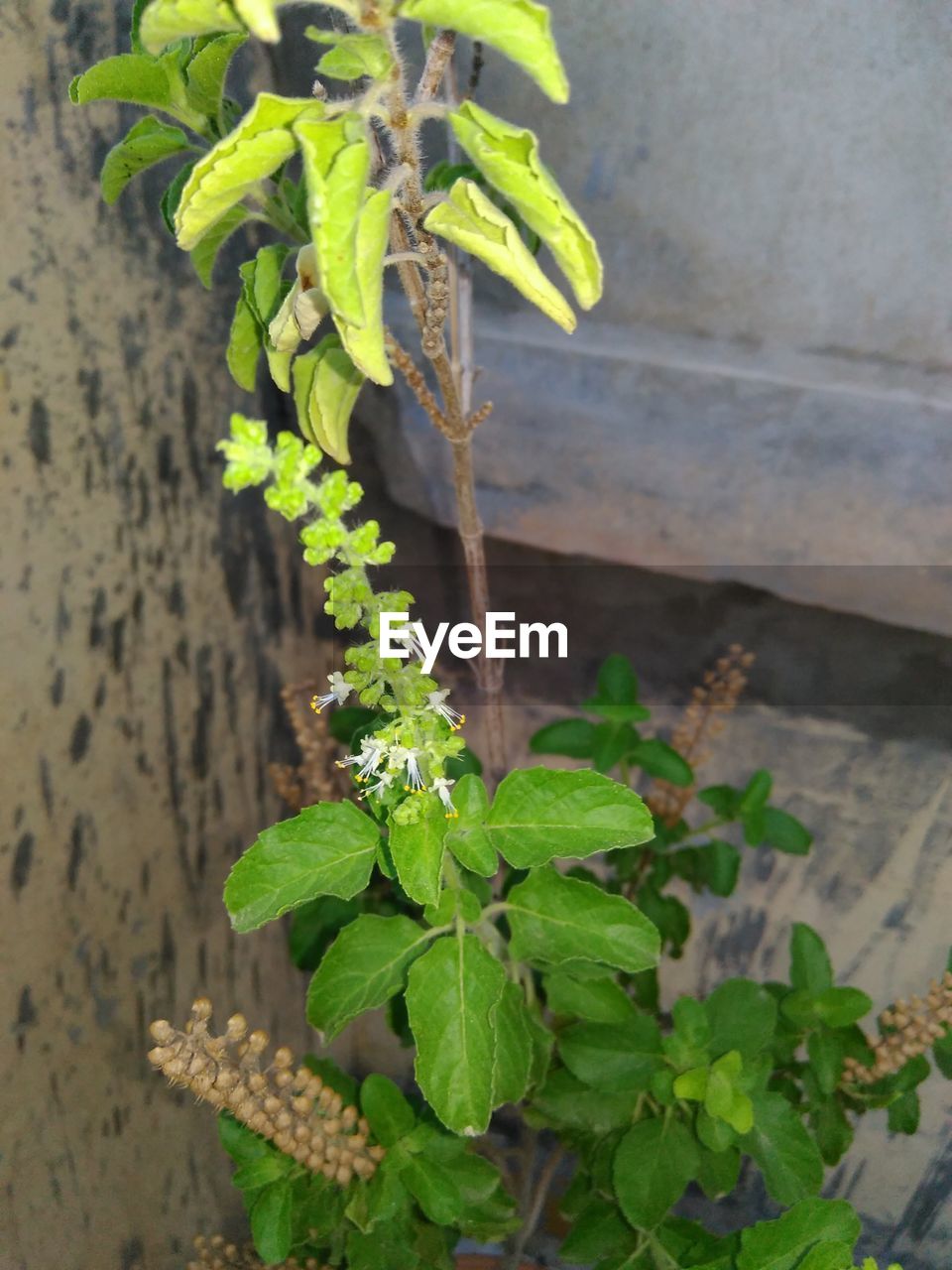 CLOSE-UP OF PLANT