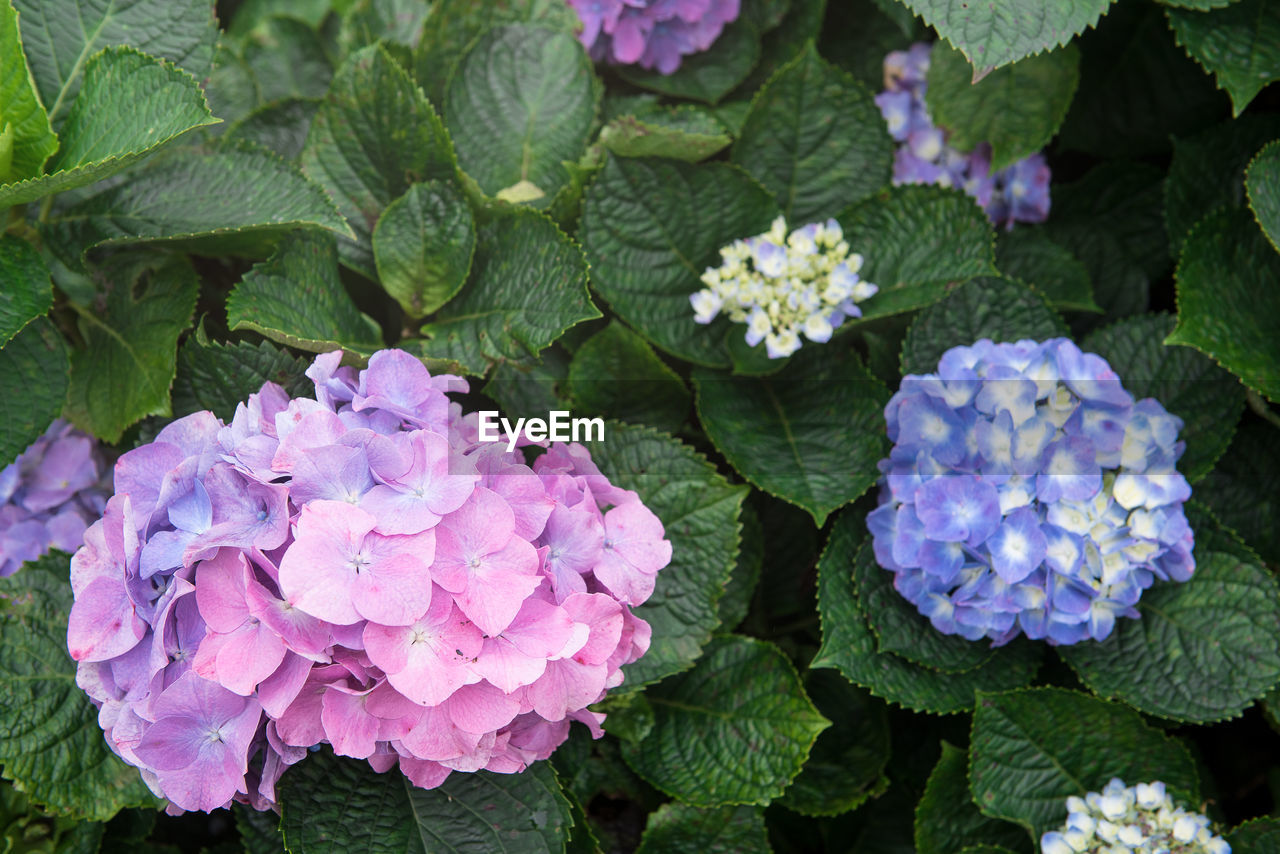 CLOSE-UP OF FRESH PURPLE HYDRANGEA FLOWERS IN BLOOM