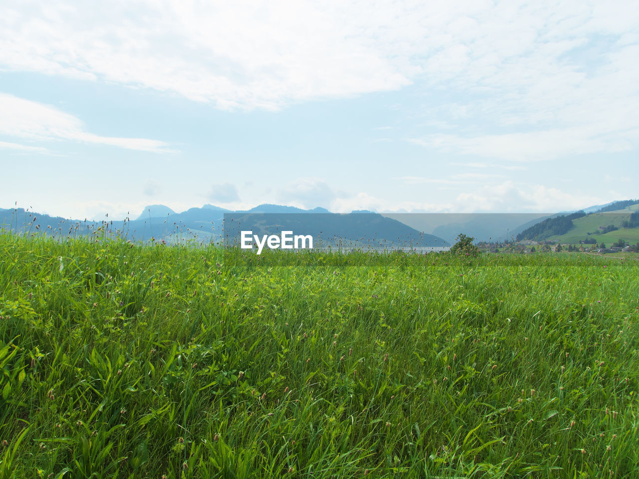 SCENIC VIEW OF FIELD