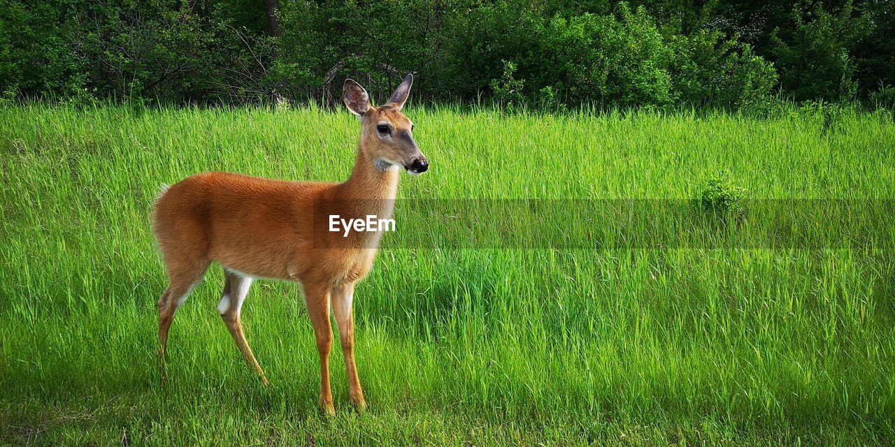 DEER STANDING ON FIELD