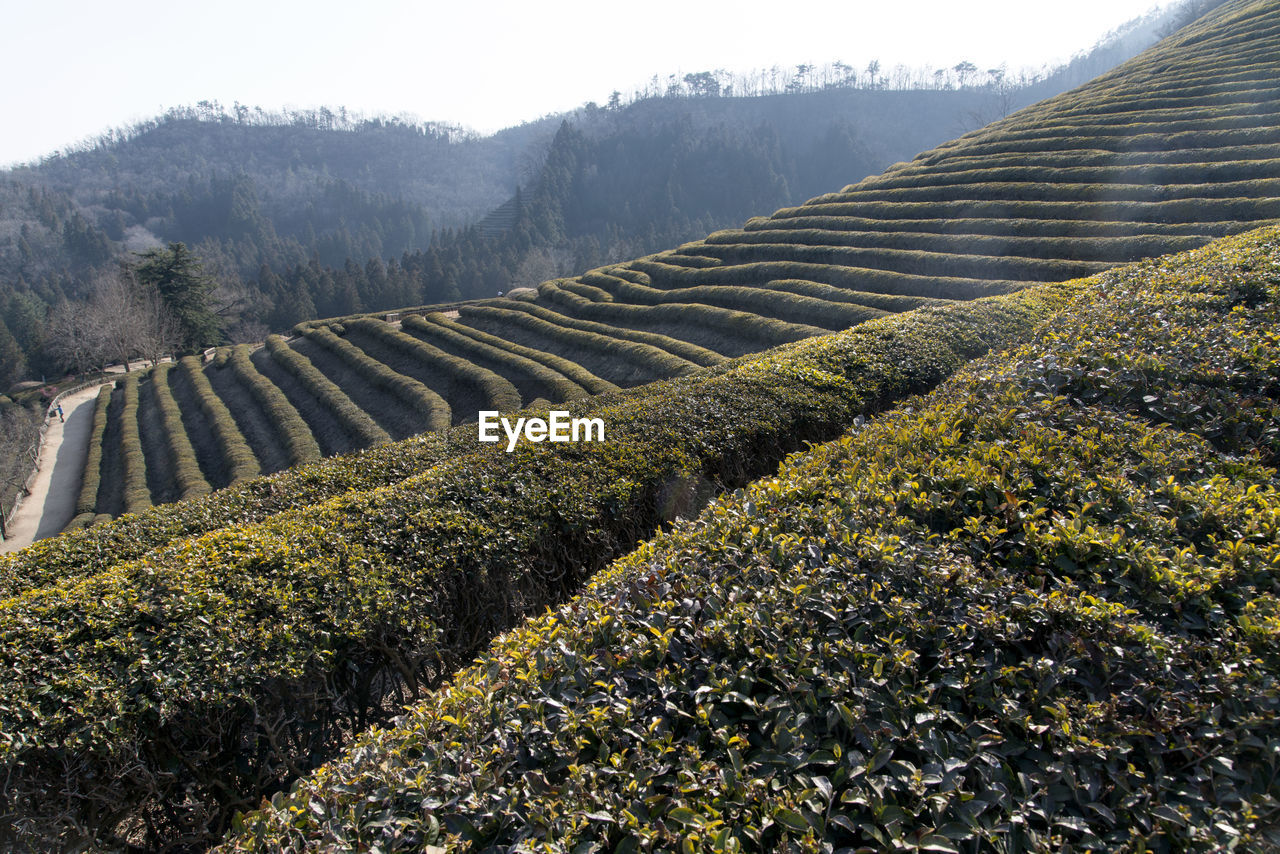 Scenic view of agricultural landscape against sky