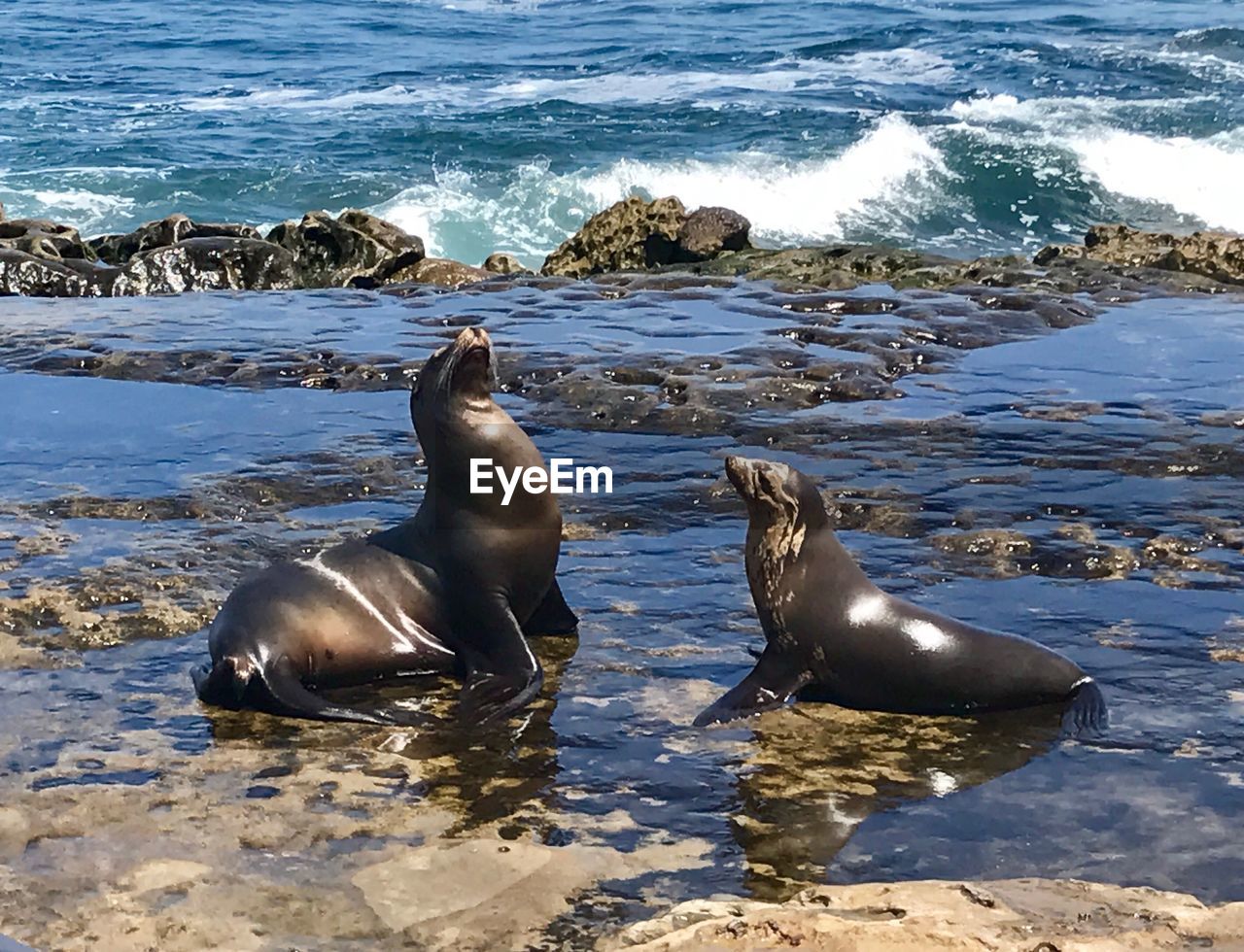HIGH ANGLE VIEW OF SEA LION ON SHORE