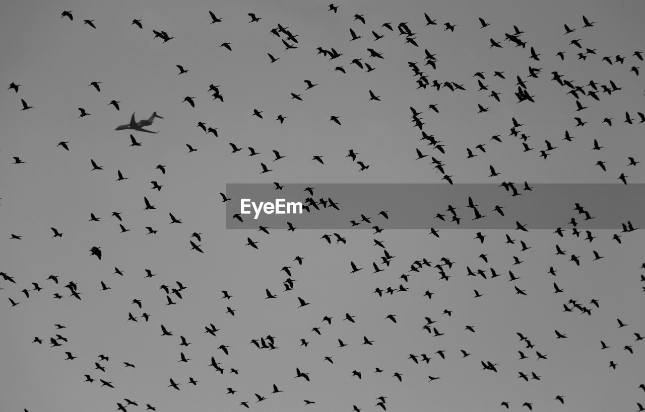 FLOCK OF SILHOUETTE BIRDS FLYING AGAINST SKY