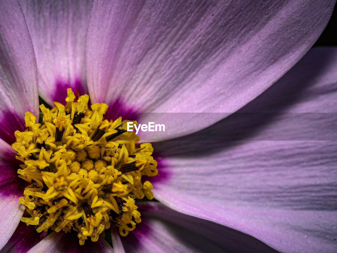 EXTREME CLOSE-UP OF PURPLE FLOWER