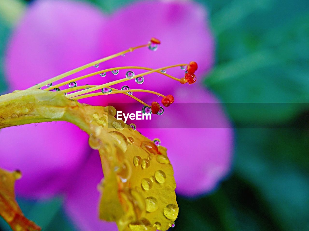 CLOSE-UP OF WATER DROPS ON PURPLE FLOWER
