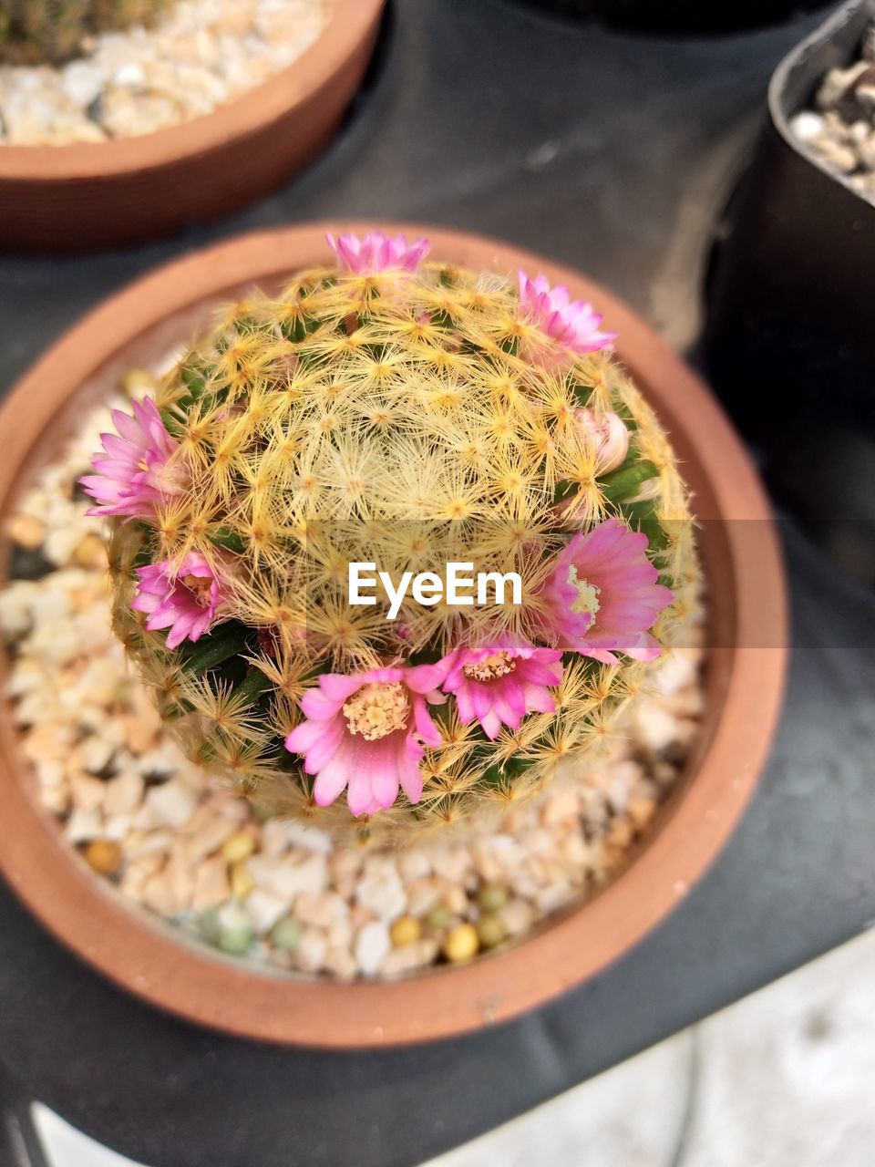 HIGH ANGLE VIEW OF POTTED PLANTS ON TABLE