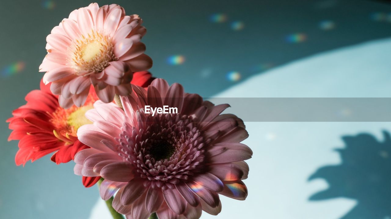 flower, flowering plant, plant, freshness, beauty in nature, macro photography, flower head, nature, fragility, petal, close-up, inflorescence, pollen, pink, growth, blossom, focus on foreground, daisy, gerbera daisy, outdoors, no people, water