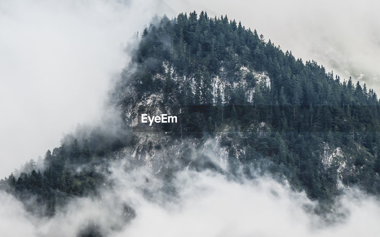 View of tree mountain in winter