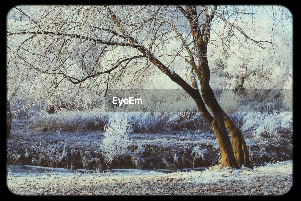 Bare tree on snowy landscape