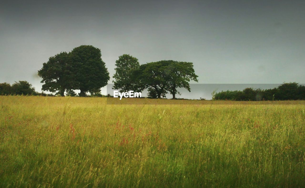 TREES ON GRASSY FIELD AGAINST SKY