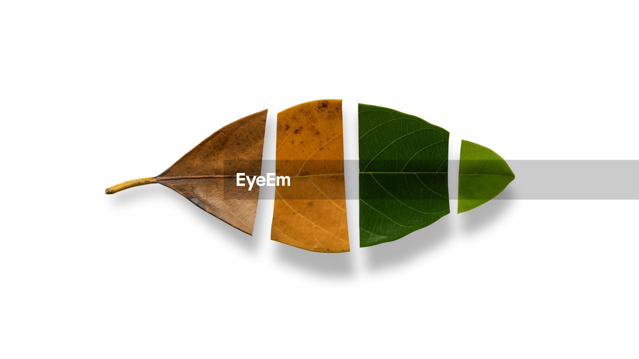 High angle view of leaf leaves against white background