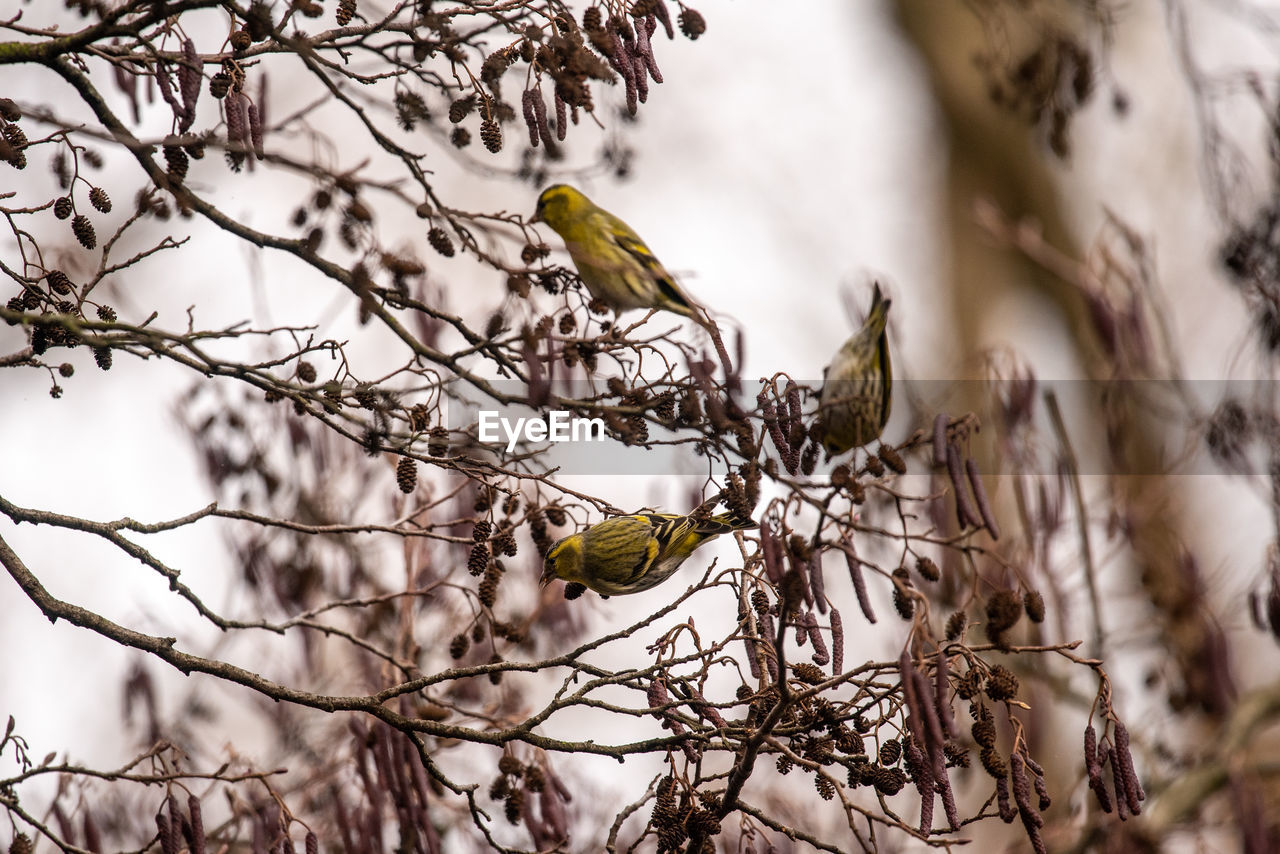BIRDS PERCHING ON TREE