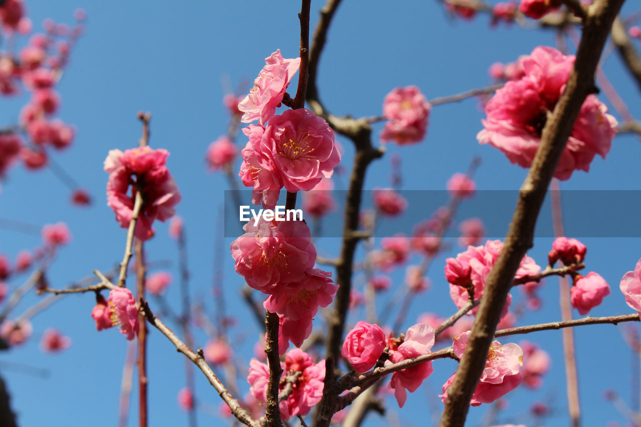 CLOSE-UP OF PINK CHERRY BLOSSOMS