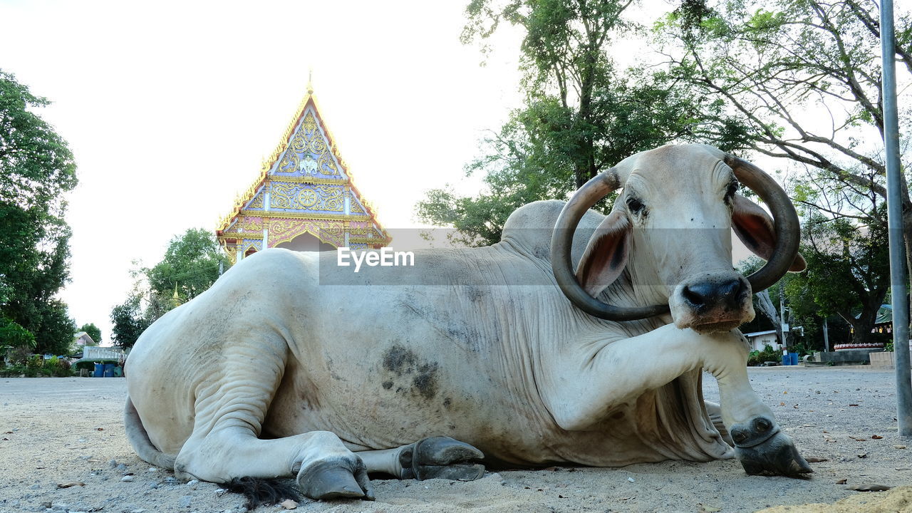 VIEW OF AN ANIMAL AGAINST TEMPLE BUILDING