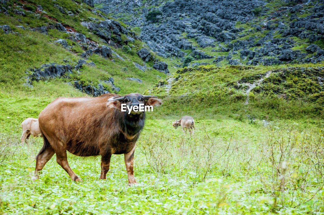 COWS GRAZING IN A MEADOW