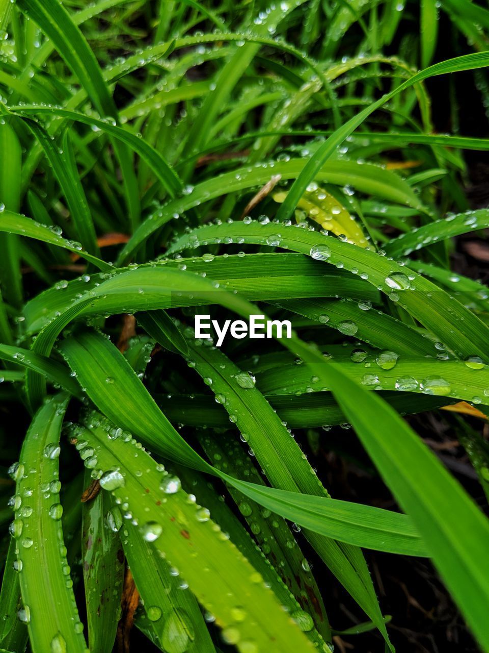 CLOSE-UP OF WATER DROPS ON PLANT