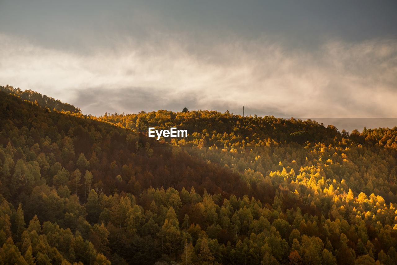 Scenic view of forest against sky