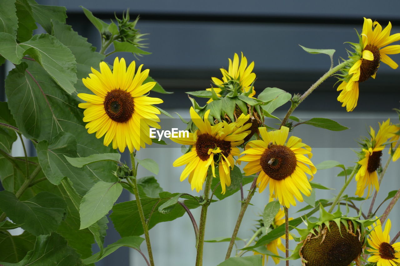 CLOSE-UP OF YELLOW FLOWERS BLOOMING