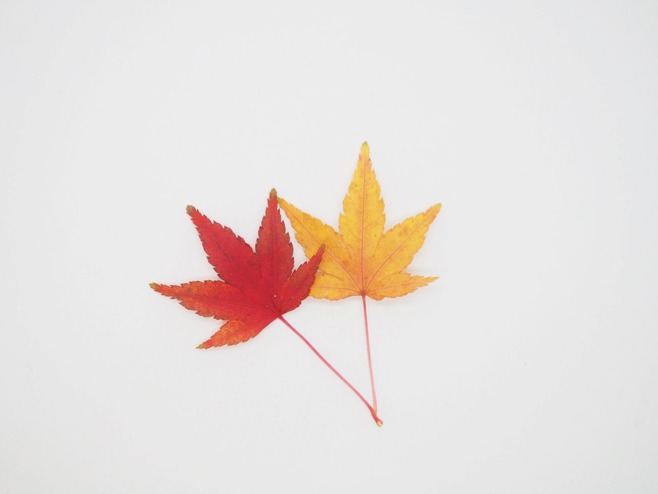 CLOSE-UP OF ORANGE LEAVES ON WHITE BACKGROUND