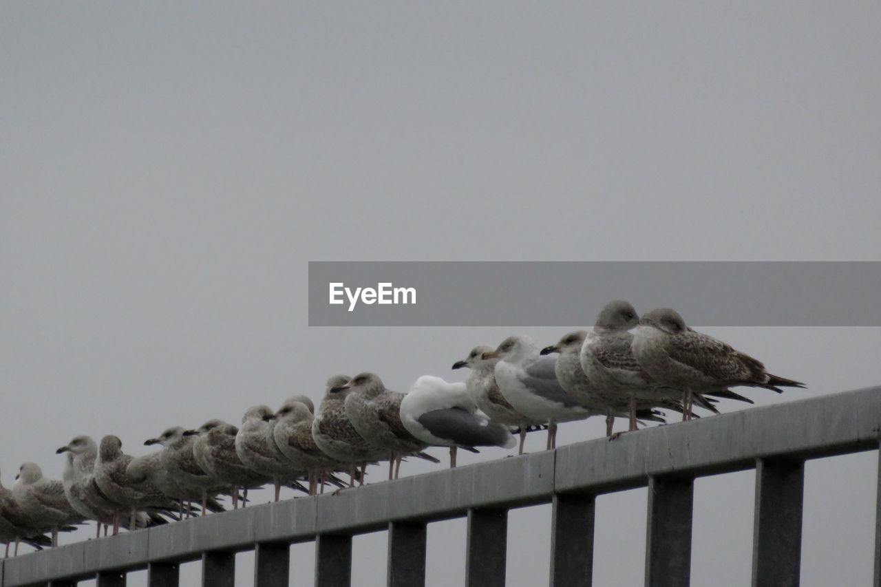 Low angle view of birds perching on railing against sky