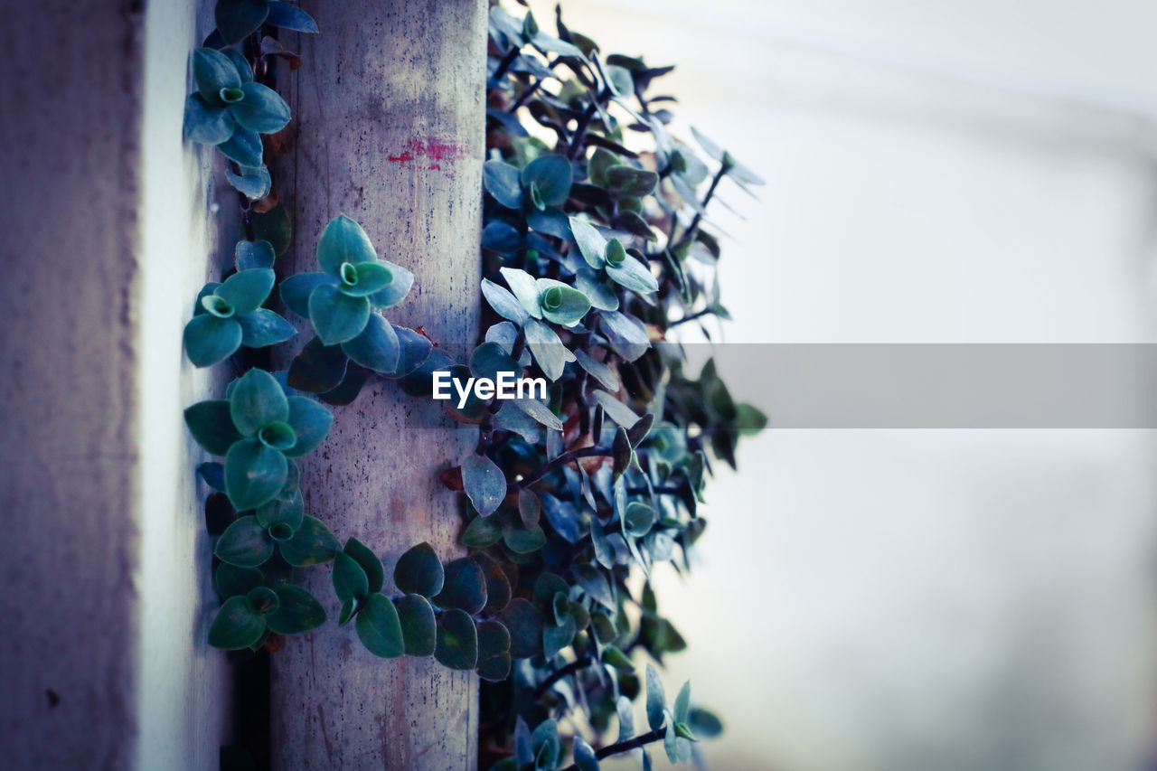 blue, green, spring, no people, flower, day, nature, art, close-up, outdoors, plant, focus on foreground, leaf, metal, hanging, architecture, growth, selective focus, macro photography, wall - building feature, plant part