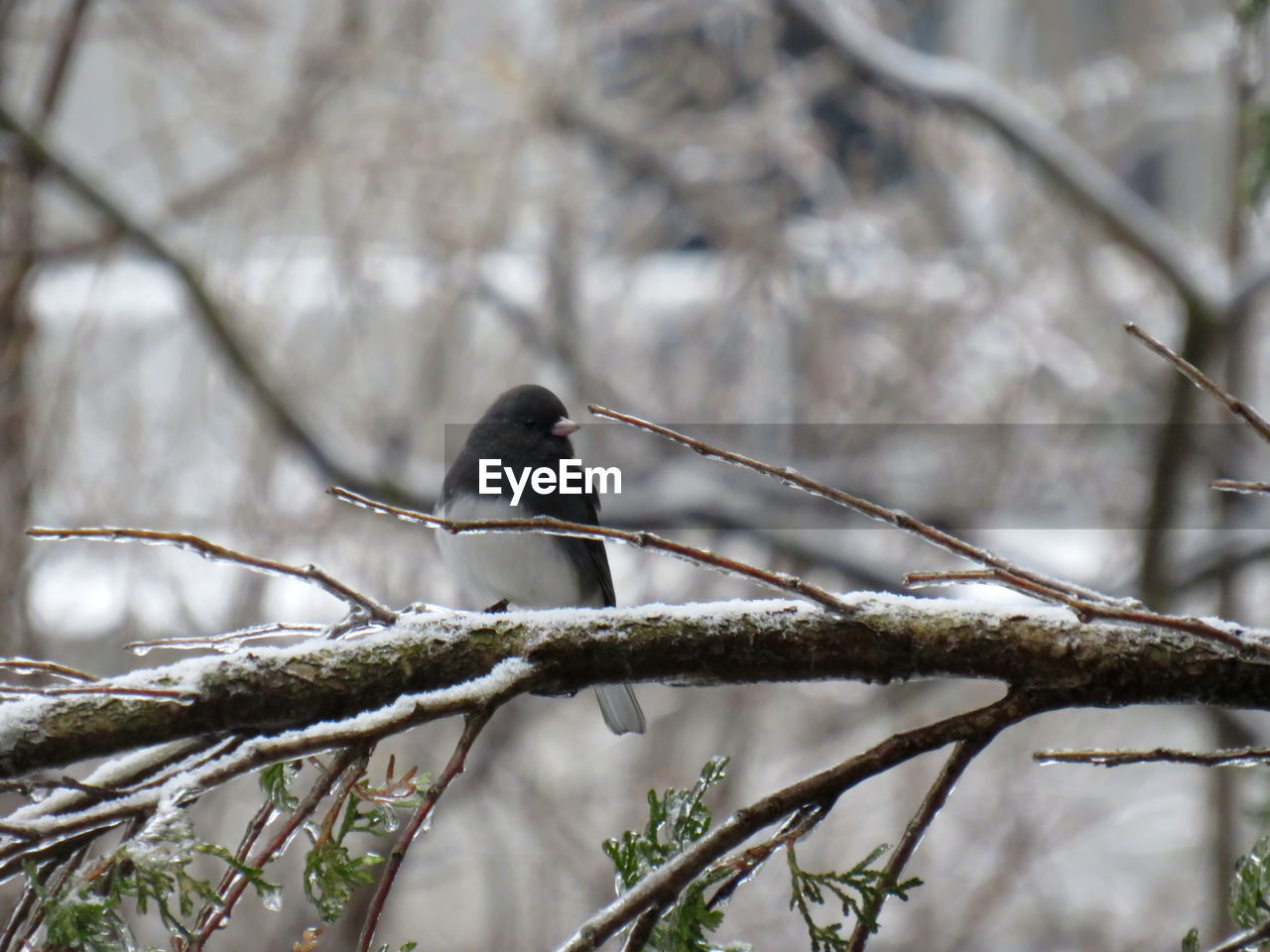 BIRD PERCHING ON BRANCH