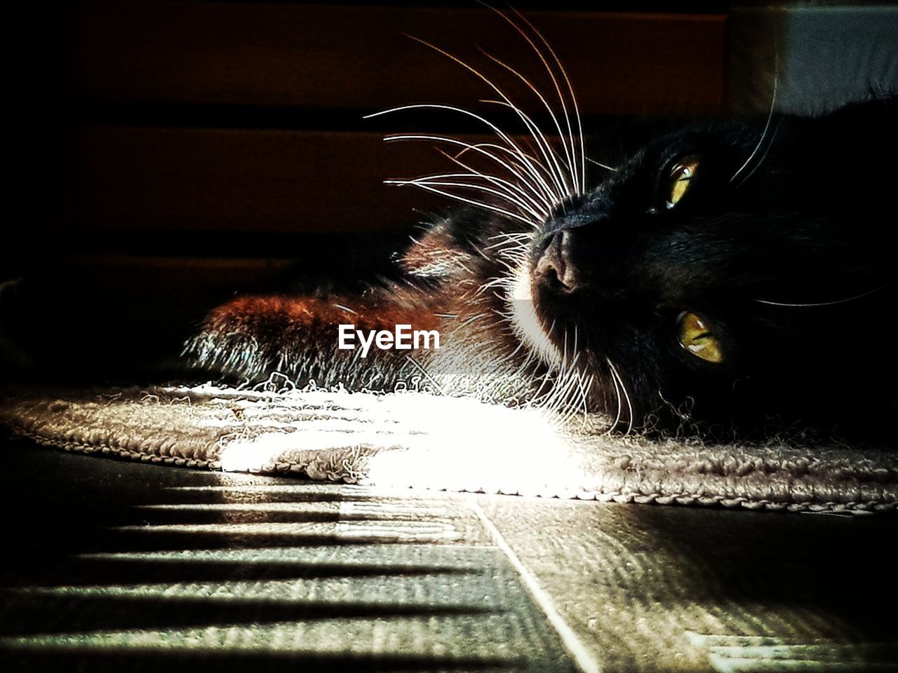 CLOSE-UP OF A CAT LOOKING AWAY AT NIGHT