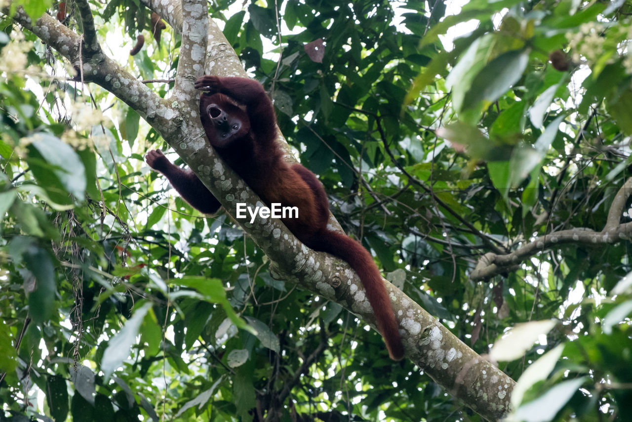 animal themes, animal, tree, plant, animal wildlife, one animal, wildlife, rainforest, branch, jungle, nature, leaf, low angle view, mammal, plant part, no people, primate, forest, outdoors, growth, green, monkey, day, new world monkey, ape, bird, environment